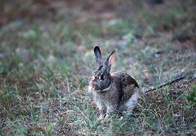 Rabbit