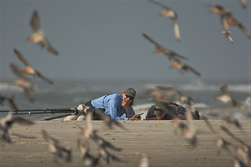 SCDNR shorebird leader named biologist of the year SCDNR shorebird leader named biologist of the year