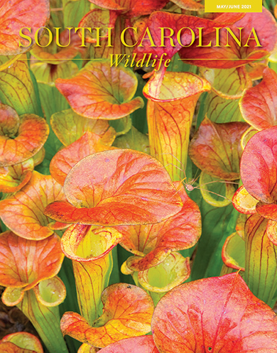 Yellow pitcher plants with bright red leaves. Yellow text at the top reads South Carolina Wildlife, May/June 2021