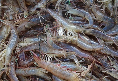 South Carolina is home to two commercially important shrimp species: white shrimp (pictured) and brown shrimp, which are similar in size and taste. South Carolina is home to two commercially important shrimp species: white shrimp (pictured) and brown shrimp, which are similar in size and taste.