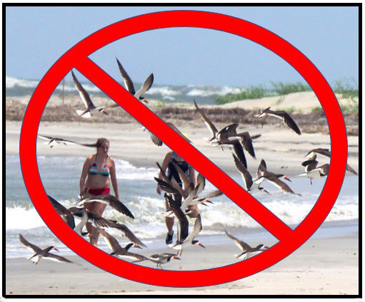 Black Skimmers nest later than other
seabirds and still have eggs and chicks that can't fly.