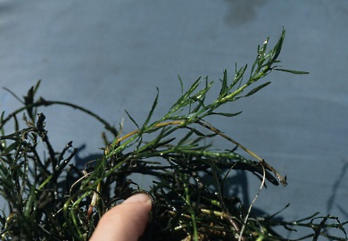 Center for Aquatic and Invasive Plants