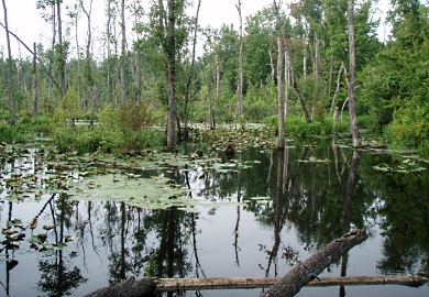 Typical swamp habitat favored by Blackbanded Sunfish