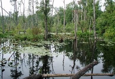 Typical swamp habitat favored by Blackbanded Sunfish Typical swamp habitat favored by Blackbanded Sunfish