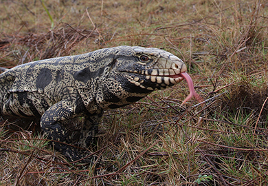 Argentine black and white adult tegu