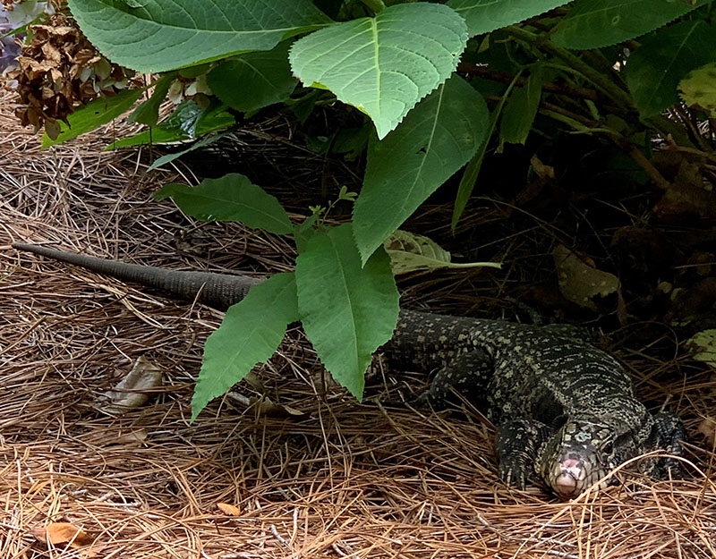 El SCDNR ha confirmado ocho avistamientos adicionales del lagarto no nativo, tegu blanco y negro.