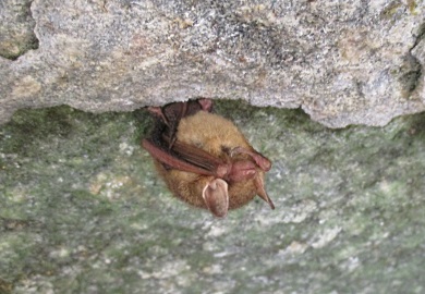 Tri-colored bats are among the most susceptible of South Carolina bat species to white-nose syndrome (WNS). The fungus that causes the devastating bat disease WNS is now present in three new counties in the state: Greenville, Union and Lancaster. (SCDNR photos by Jennifer Kindel)