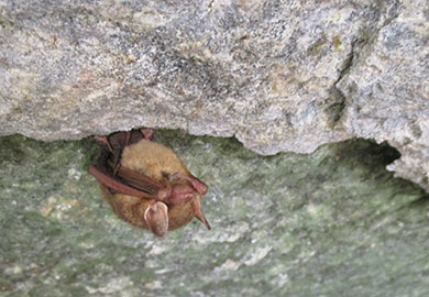 Tri-colored bat - SCDNR photo by Jennifer Kindel