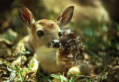 Whitetailed deer - Photo courtesy of U.S. Fish and Wildlife Service.S Whitetailed deer - Photo courtesy of U.S. Fish and Wildlife Service..