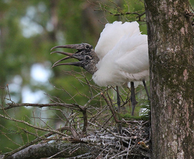 A pair of wood storks. (SCDNR Photo/Christy Hand) A pair of wood storks. (SCDNR Photo/Christy Hand)