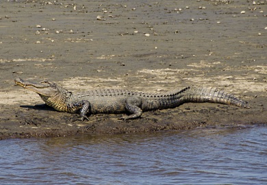 An adult American Alligator basks in the sun at the SCDNR's Bear Island WMA. It is estimated that more than 100,000 alligators live from the Midlands to the coast of South Carolina. Last year, hunters took 351 alligators during the public alligator hunting season, with the average size being nearly nine feet in length. SCDNR photo by David Lucas