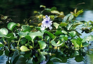 Water hyacinth is a free-floating plant that occurs sporadically throughout the state with the major concentrations in the coastal plain because of the more moderate climate. Water hyacinth is a free-floating plant that occurs sporadically throughout the state with the major concentrations in the coastal plain because of the more moderate climate.