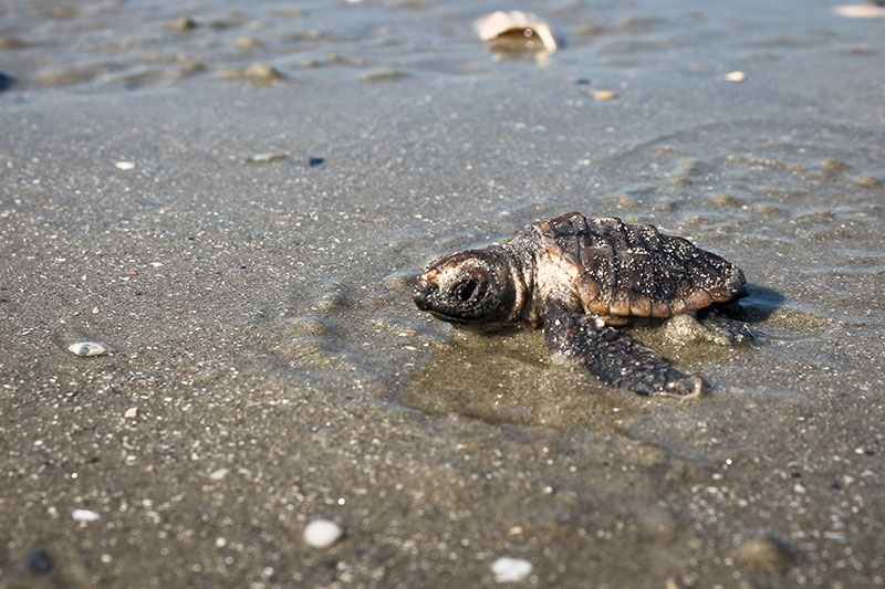 Encouraging sea turtle nesting season despite challenges