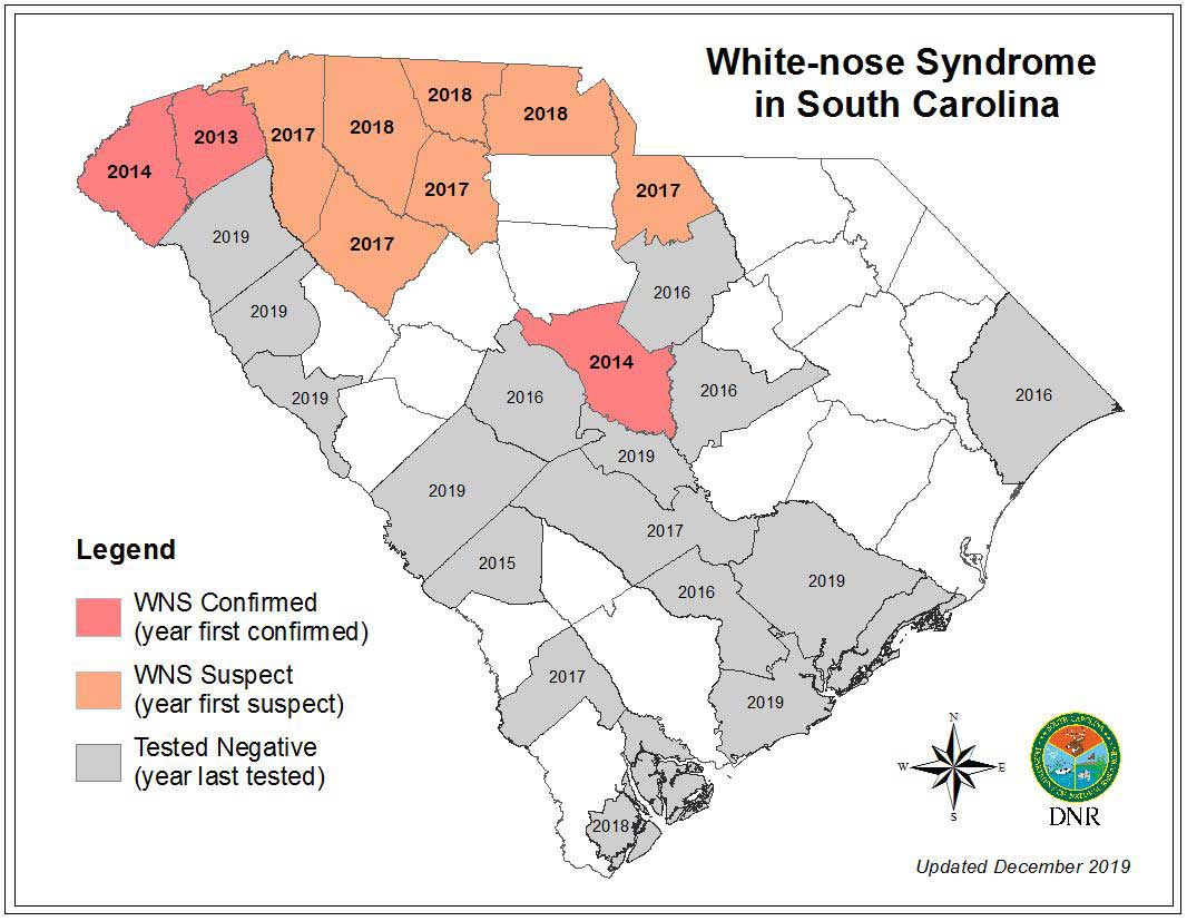 Figure 1: White-nose syndrome occurrence map for South Carolina. While dark gray counties had Pd negative results, not all potential sites within those counties have been tested. Also, the lack of a positive Pd result does not definitively indicate the absence of the organism.