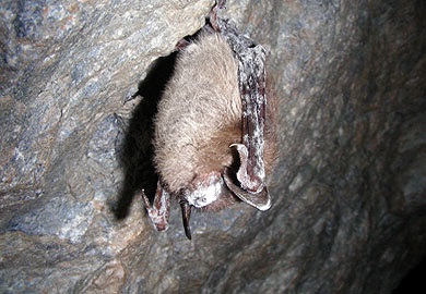 White-nose syndrome, which has decimated some bat species in the Northeast, was confirmed in South Carolina in March 2013. White-nose syndrome, which has decimated some bat species in the Northeast, was confirmed in South Carolina in March 2013.