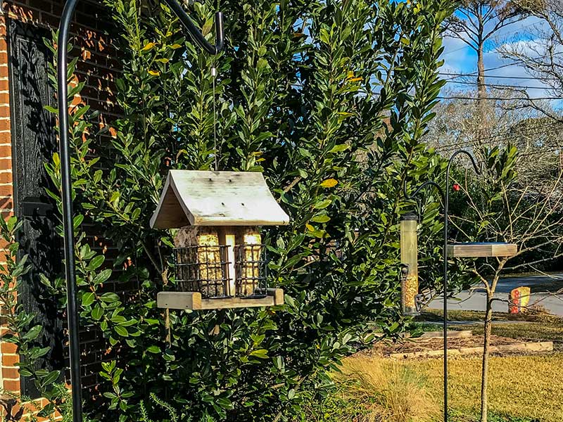 Photograph of Bird Feeders