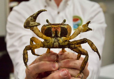 Photograph of Adult male blue crab