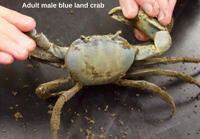 Photograph of Young blue land crabs
