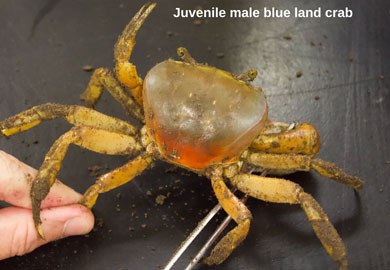 Photograph of Young blue land crabs