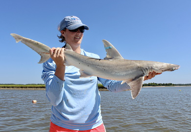 SCDNR biologist Ashley Galloway holds a bonnethead shark caught and tagged in Bull's Bay. (Photo: E. Weeks/SCDNR) SCDNR biologist Ashley Galloway holds a bonnethead shark caught and tagged in Bull's Bay. (Photo: E. Weeks/SCDNR)