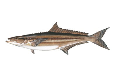 Cobia can reach up to six feet in length and are sometimes mistaken for sharks Cobia