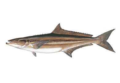 Cobia