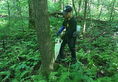 Jackie Failla of Appalachian Arborists uses an injector to place insecticide around the roots of an Eastern hemlock alongside the Whitewater River, helping the tree fight off the deadly hemlock woolly adelgid. Duke Energy funded the treatment of the Jocassee Gorges trees in northern Oconee County. (SCDNR photo by Greg Lucas)