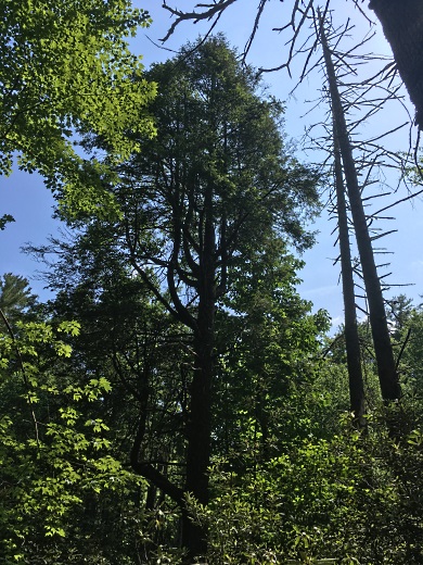 A towering Eastern hemlock along the Whitewater River shows the vibrant green of a healthy tree, thanks to insecticide treatments funded by Duke Energy. The dead skeletons of two hemlocks alongside the healthy tree show the consequences of not treating hemlocks. (SCDNR photo by Greg Lucas)