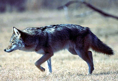 Coyote - Photo courtesy of the U.S. Fish and Wildlife Service