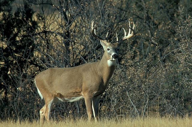 Properly disposed deer remains will soon be taken care of by decomposition and insects because nature wastes no nutrients. Properly disposed deer remains will soon be taken care of by decomposition and insects because nature wastes no nutrients.