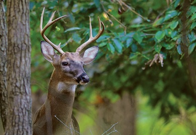 The S.C. statewide harvest of deer increased about seven percent last season.