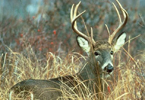 a buck with large antlers standing in tall grass