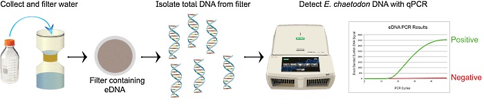 eDNA process: collect and filter water, eDNA is isolated from filter and tested for Blackbanded Sunfish DNA with qPCR process
