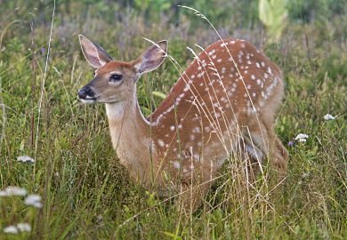 fawn photo by SCDNR Fisheries Biologist Pam Corwin 