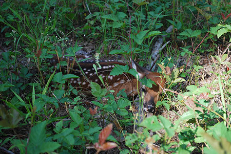 Fawn laying down in folige