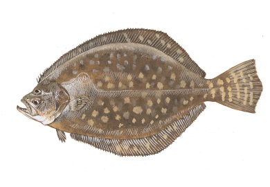 Southern flounder typically weigh 1-2 pounds, with females generally growing larger and living longer than males. Southern flounder typically weigh 1-2 pounds, with females generally growing larger and living longer than males.
