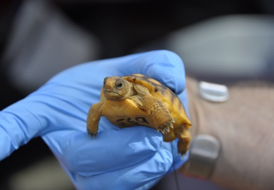 This study is happening thanks to the partnership between SCDNR, the University of Georgia Savannah River Ecology Laboratory, The Longleaf Alliance, the National Fish and Wildlife Foundation, the U.S. Fish and Wildlife Service, and Riverbanks Zoo and Garden.