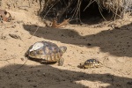 Thirty tortoises were released as part of the study- half of them hatchlings and half of them between the ages of one and two.
