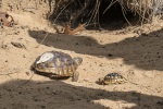 Thirty tortoises were released as part of the study- half of them hatchlings and half of them between the ages of one and two.