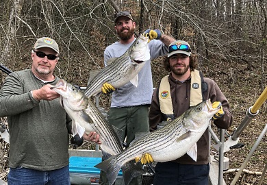 SCDNR biologists and technicians implanted transmitters in these Hartwell stripers as part of a cooperative telemetry study with GADNR, to gain information on critical summer habitat. (SCDNR photo)