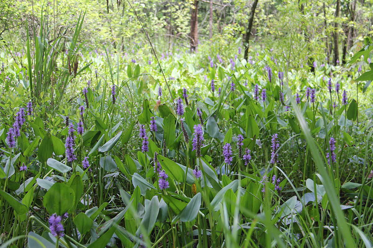 Congaree Creek Heritage Preserve