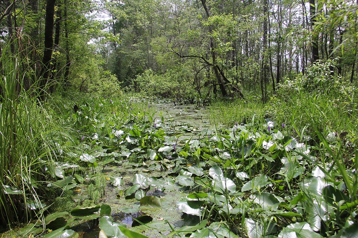 Reserva de Patrimonio Congaree Creek