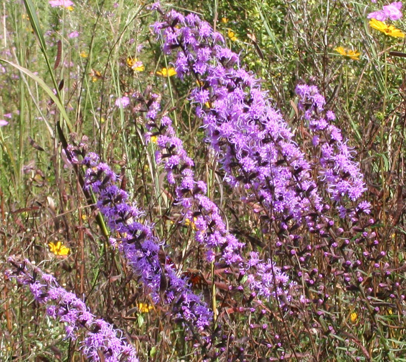 SCDNR, Clemson University and Audubon South Carolina team up to encourage wildlife habitat at solar farms