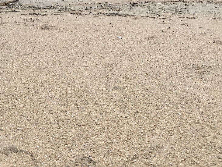 U.S. Fish and Wildlife biologist Jerry Tupacz captured these tiny hatchling tracks on July 11 at the first nest to hatch in Cape Romain National Wildlife Refuge.