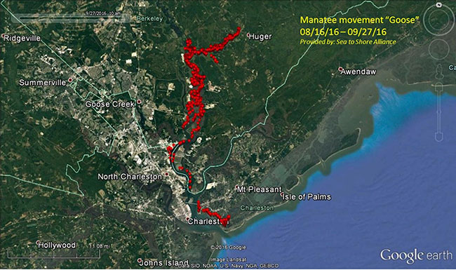 Map of manatee locations collected by the Clearwater Marine Aquarium Research Institute from satellite-tagged manatees.