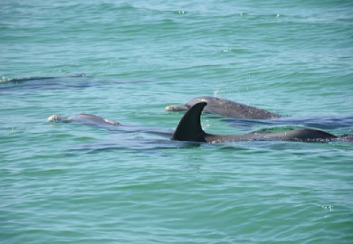 two dolphins on the water surface