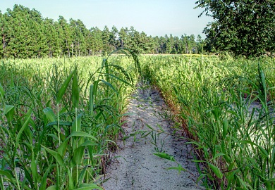 Browntop millet can provide quality forage in South Carolina.