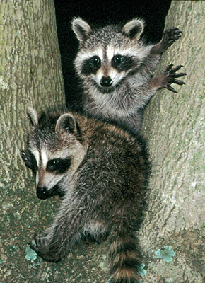 Raccoons in a tree