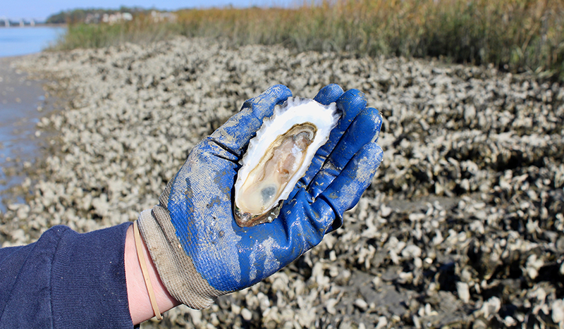 Shellfish season opens Oct. 1