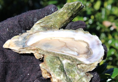 The heat of summer elevates bacterial levels in South Carolina waterways and, by extension, filter feeders such as oysters and clams. (Photo: Erin Weeks/SCDNR) The heat of summer elevates bacterial levels in South Carolina waterways and, by extension, filter feeders such as oysters and clams. (Photo: Erin Weeks/SCDNR)